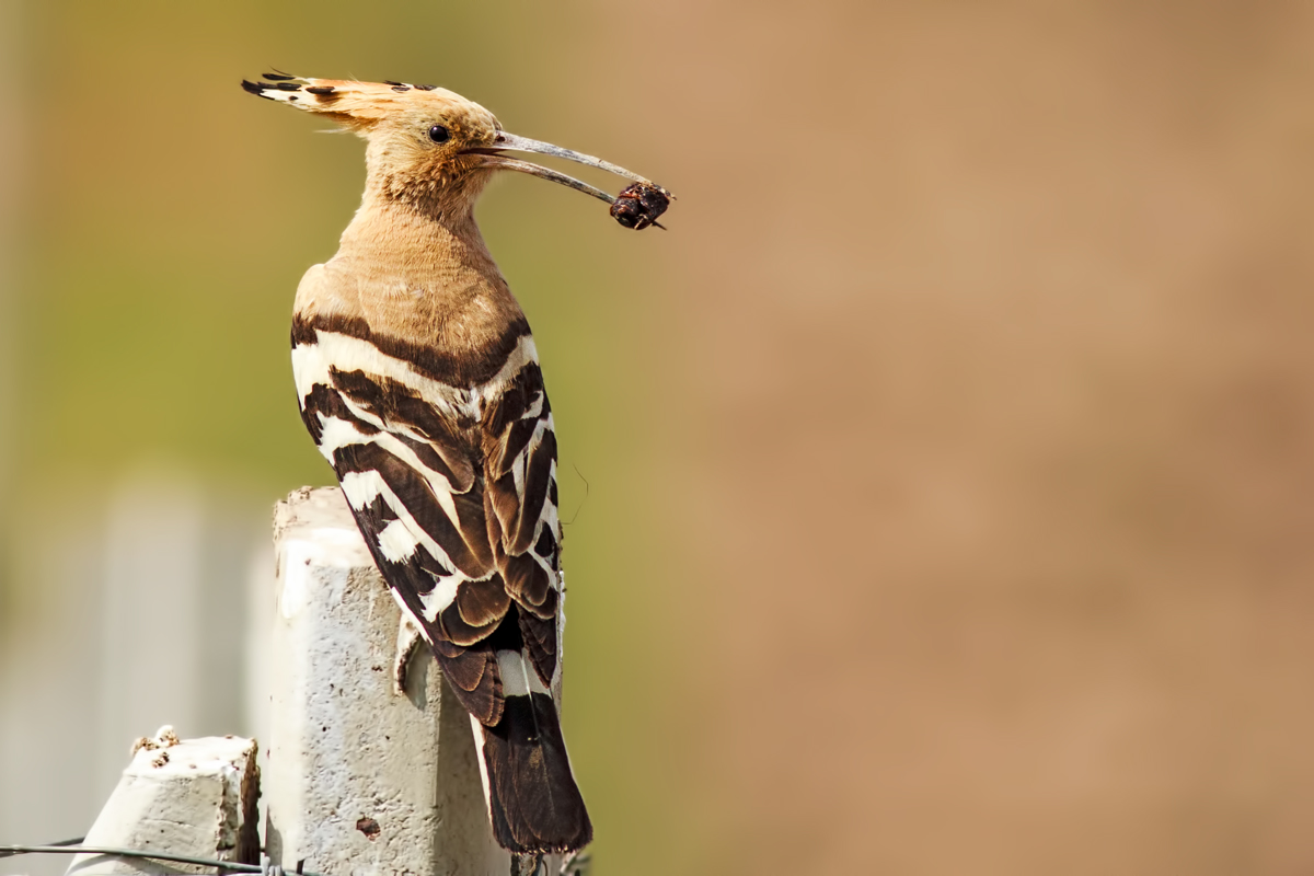 Eurasian Hoopoe